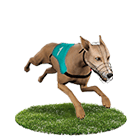 百家樂推薦娛樂城白金賽狗